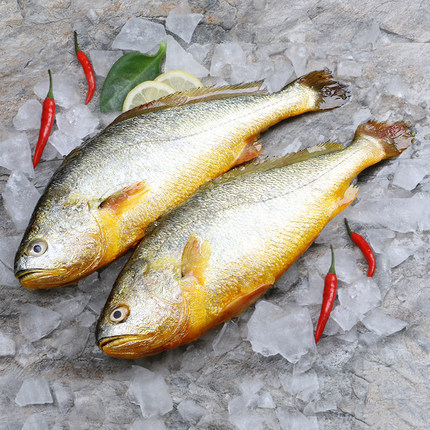 黄花鱼新鲜深海海捕大黄花鱼鲜活冷冻生鲜黄鱼海鲜水产鲜活