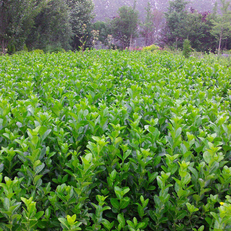 基地供应卫矛 卫矛球 庭院绿篱植物 工程绿化规格齐全 量大价优