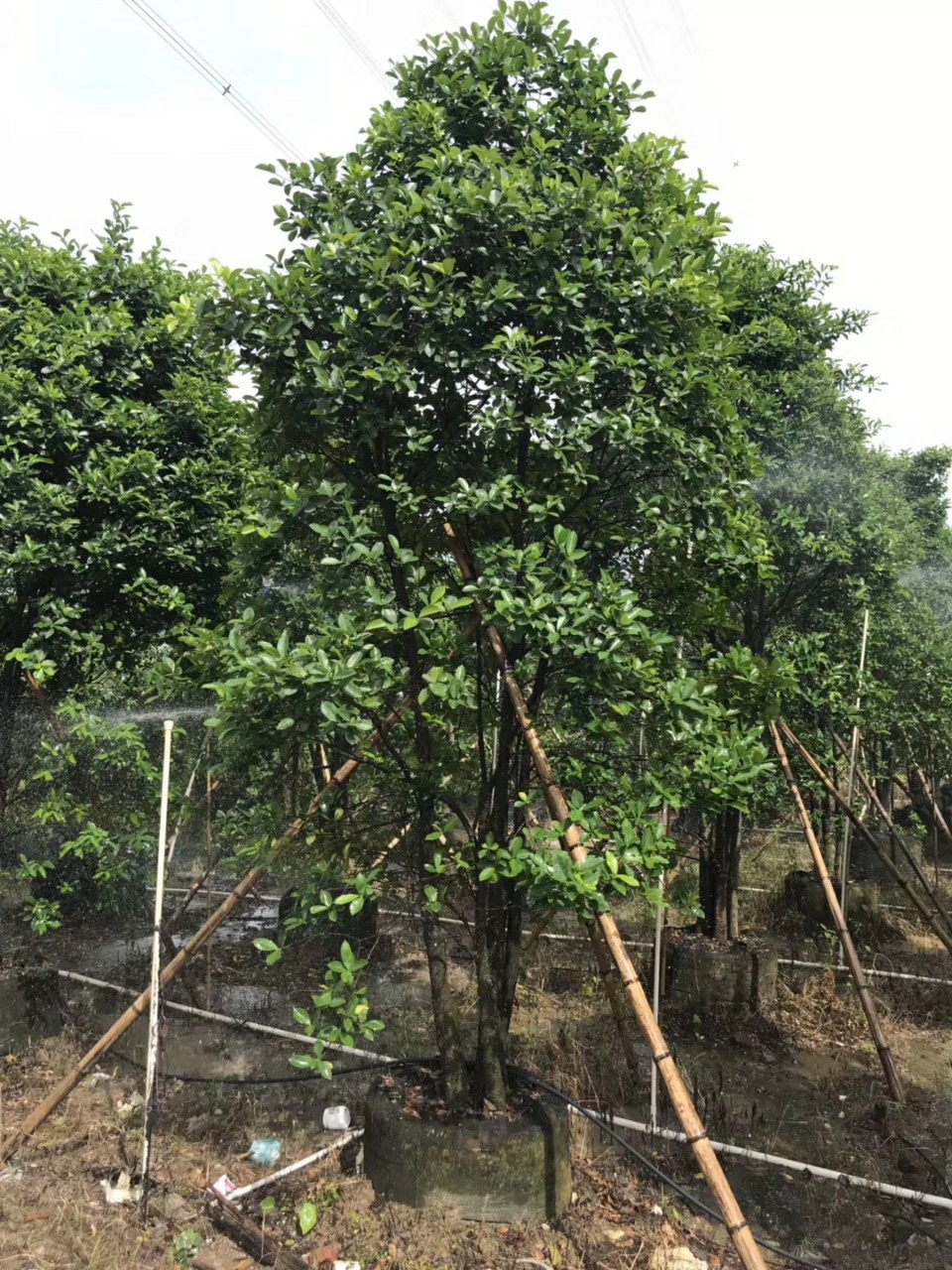 908供应 多杆 丛生和顺树 3-4米高袋苗 容器苗 四季常青 基地直销