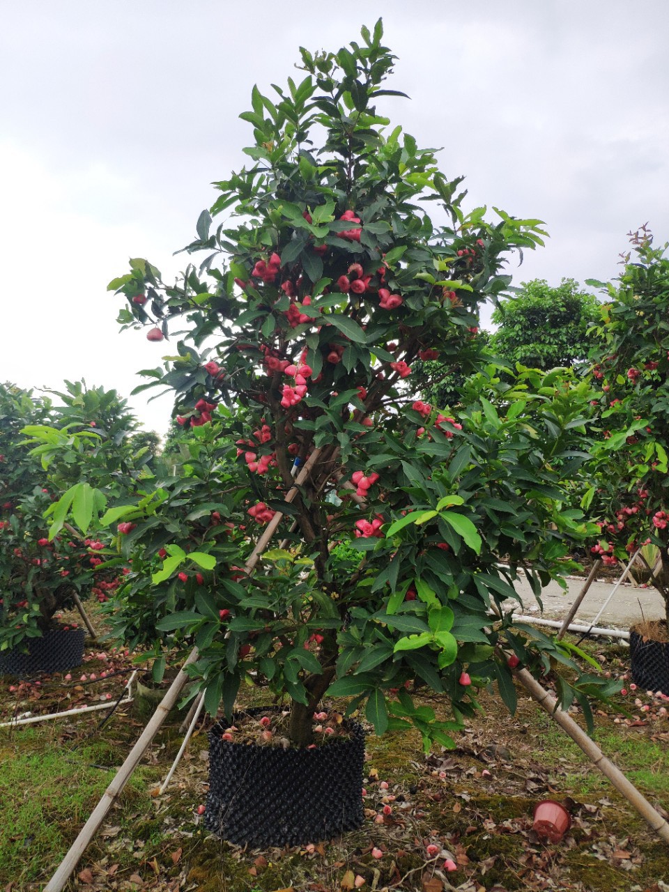 905供应莲雾果树3米高假植苗丛生洋蒲桃绿化果树