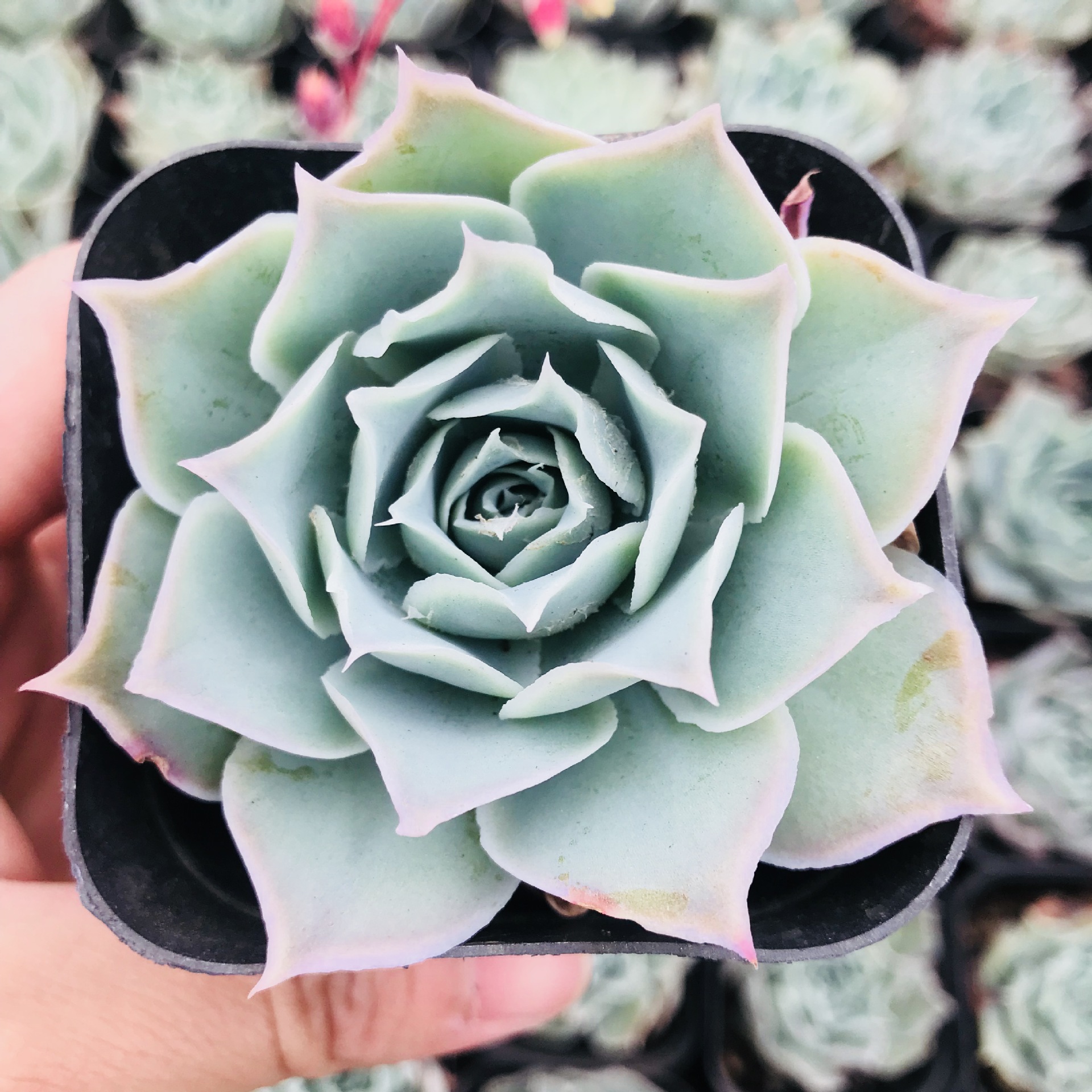 精选多肉植物蓝丝绒 室内花卉盆栽组合萌肉防辐射 趣味植物蓝丝绒