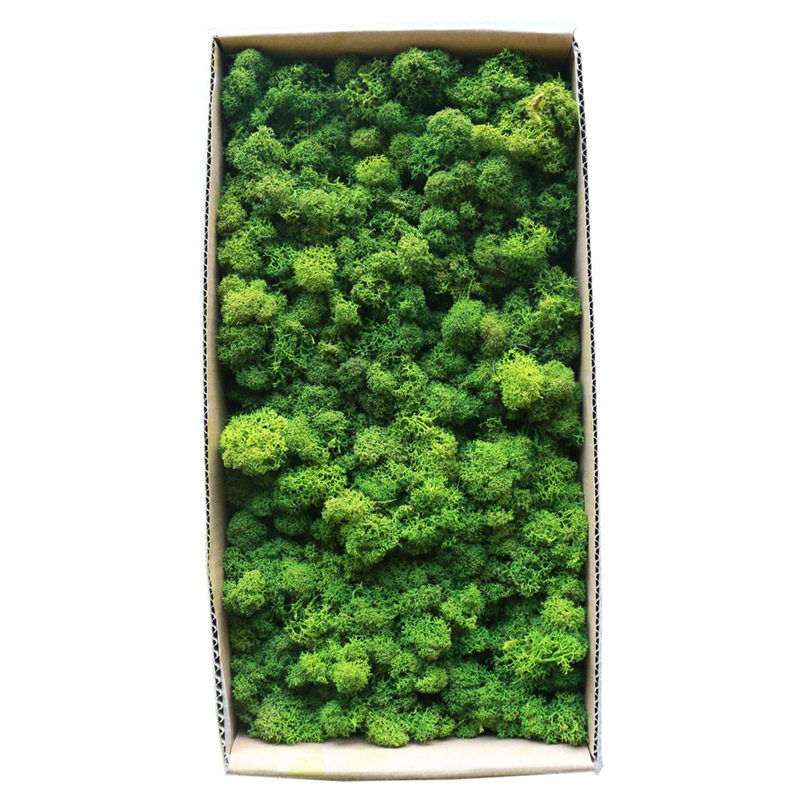 永生花苔藓鹿蕊草盒装500g 装饰驯鹿苔藓墙diy材料优质造景珊瑚草