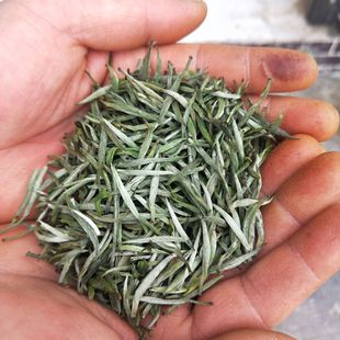 湄潭翠芽_贵州针茶小芯子绿茶湄潭翠芽厂家批发高山云雾茶叶云山情