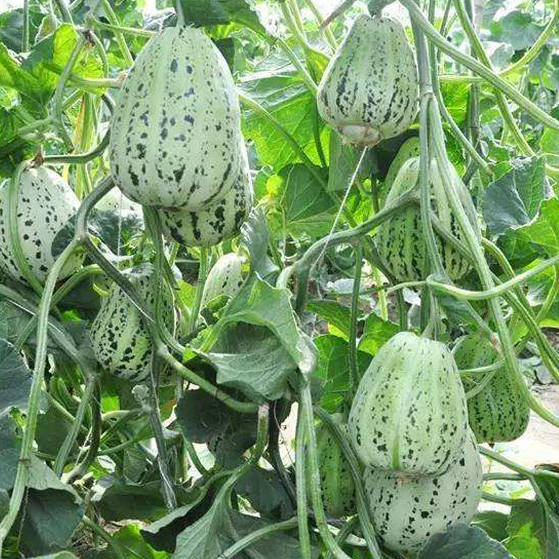 蛤蟆酥甜瓜种子酥脆甜香瓜芝麻籽粒蛤蟆酥甜瓜种子香酥脆香瓜籽孑