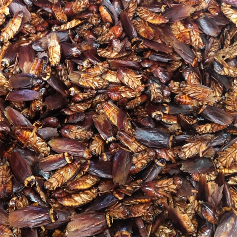 蟑螂 中药材 药用蟑螂粉 蟑螂干 美洲大蠊 代磨粉 承接订单