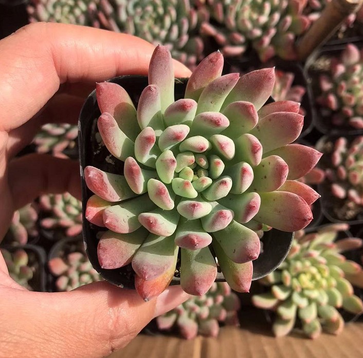 蓝精灵 蓝苹果3-4cm 蓝孔雀 多肉植物山东青州