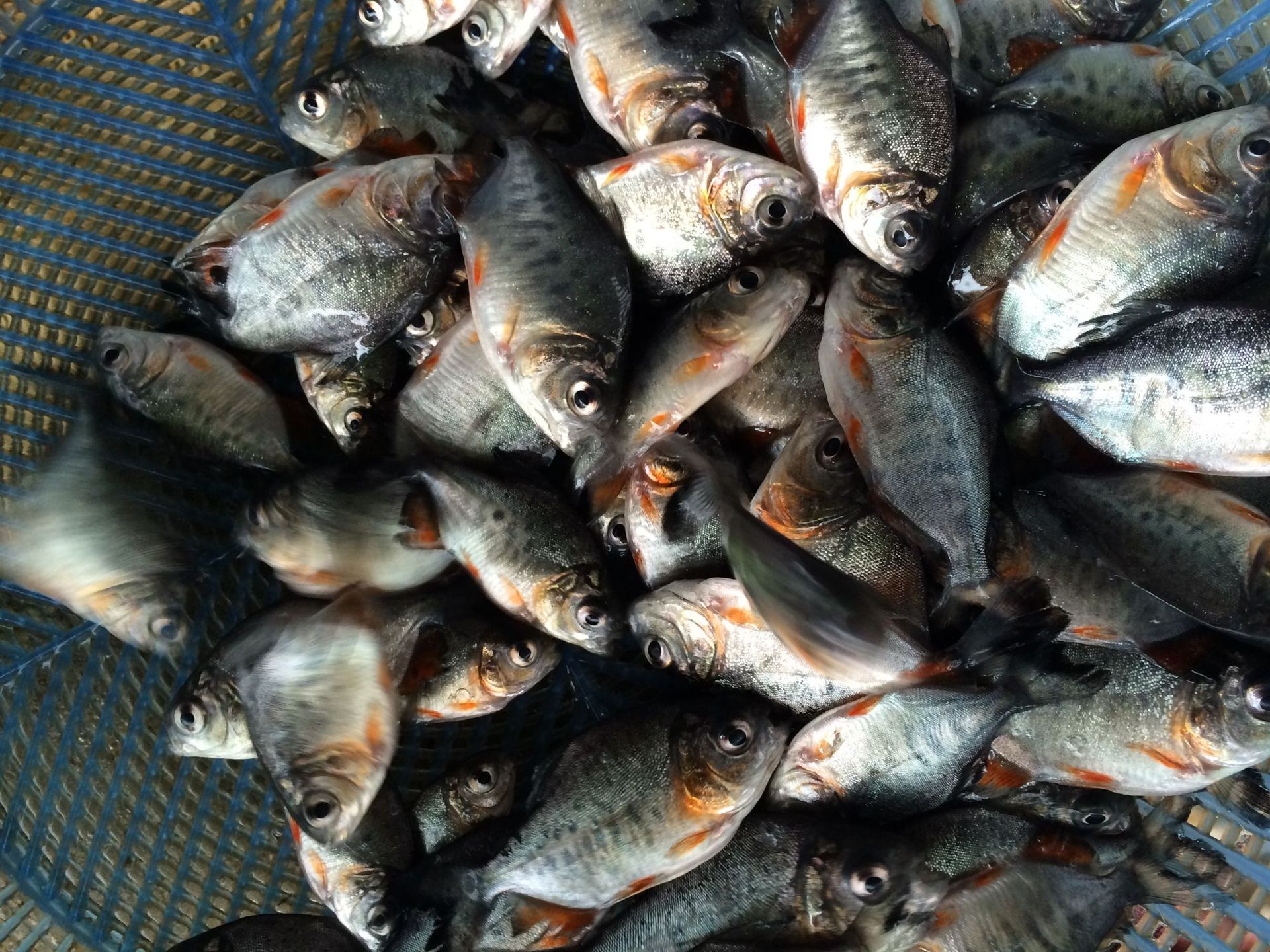 鲳鱼鱼苗 白鲳鱼苗 淡水鲳鱼苗批发 鱼苗养殖直供 大量现货