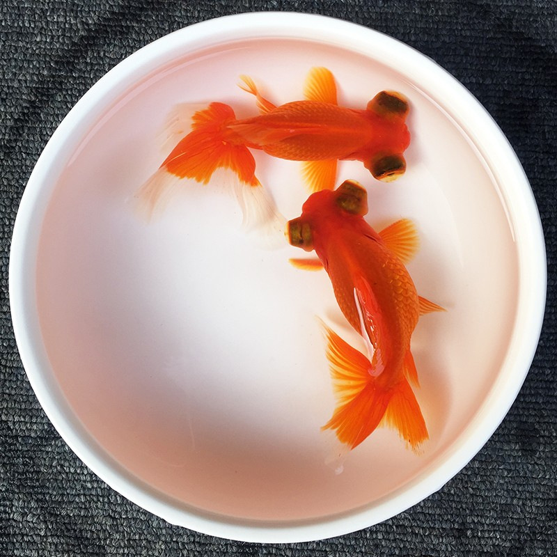 观赏小金鱼 上海活体宠物小金鱼批发 上海观赏宠物鱼红龙睛金鱼