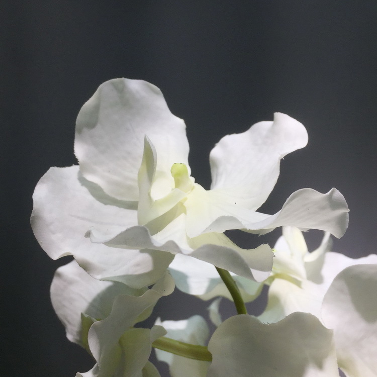 3-5白色万代兰.jpg