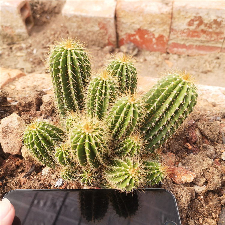 室内量天尺庭院沙生景观 多头群生 浅绿色仙人柱掌大凤龙柱子