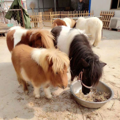 河南拉车德宝矮马 汉宫矮马乘骑价格多少钱包邮