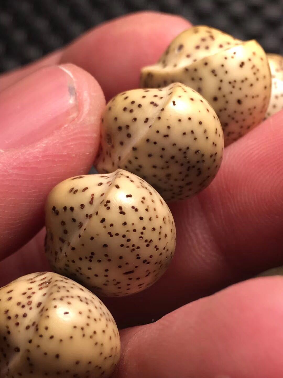 星月菩提手串 纯手工雕刻 星月菩提雕刻元宝籽 此链接为定制款