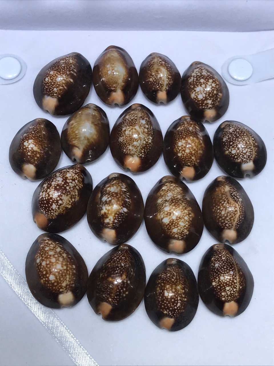 3厘米左右光泽亮打孔雪山宝螺 收藏标本螺天然贝壳海螺工艺品批发