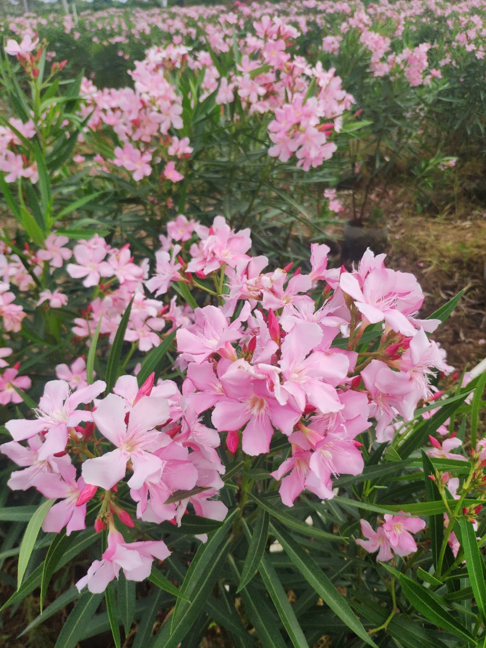 909供应粉花夹竹桃宫粉夹竹桃115米高袋苗基地直销