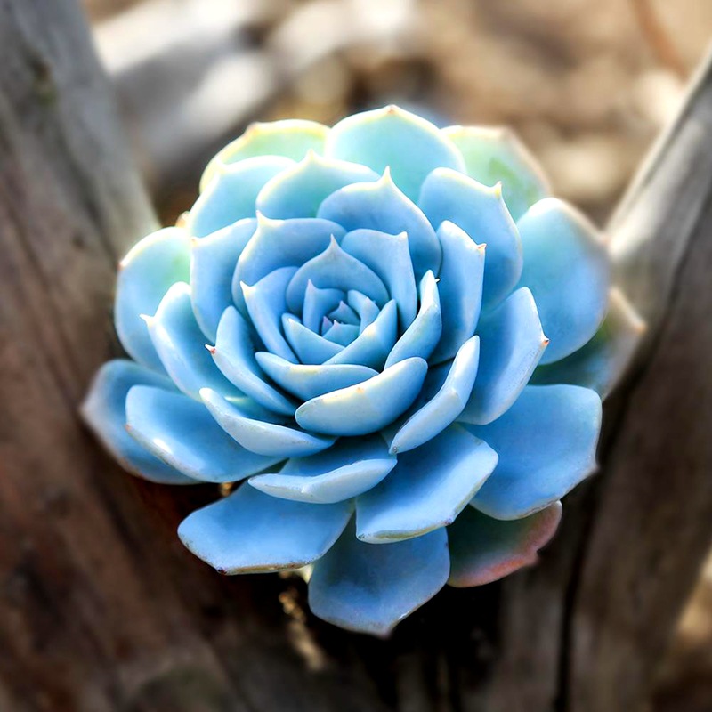 多肉植物 蓝鸟盆栽 阳台桌面多肉植物肉肉 含盆套餐 易养萌肉