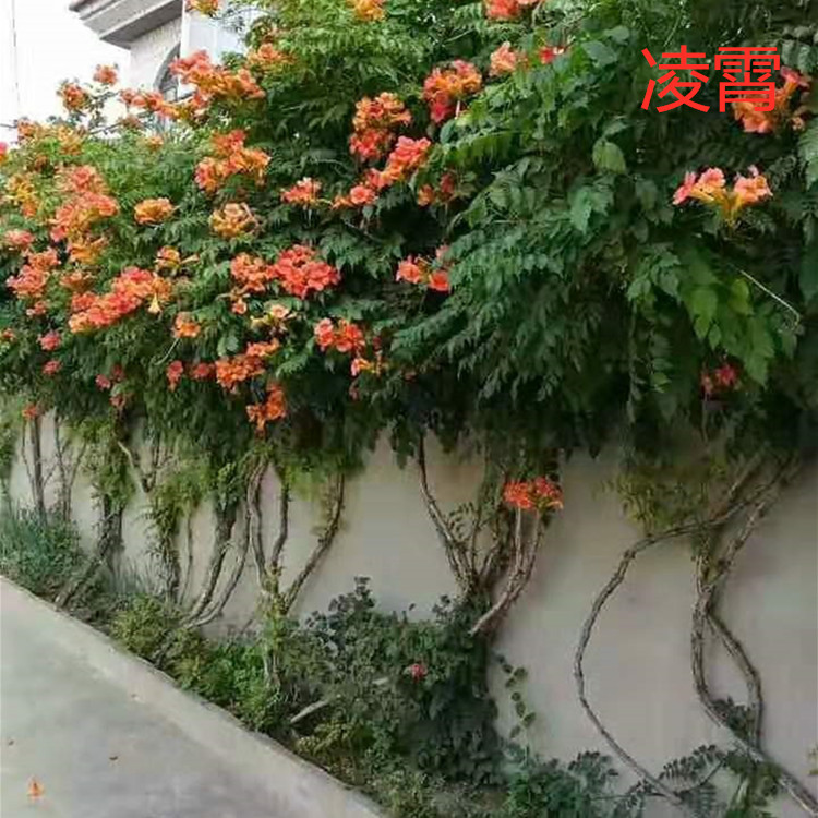 基地批发凌霄花树苗盆栽庭院地栽爬藤植物当年开花量大优惠