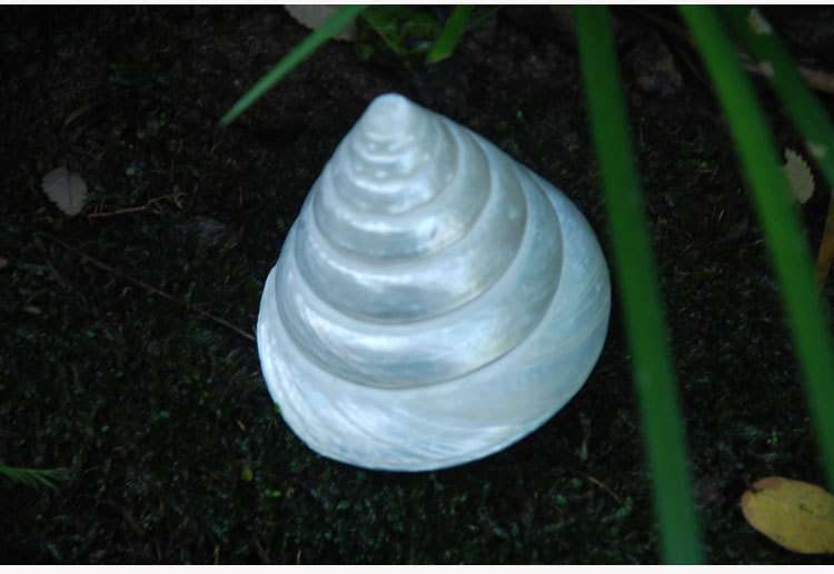 白塔螺天然贝壳夜光海螺 鱼缸水族摄影摆件1颗白色海螺地中海装饰