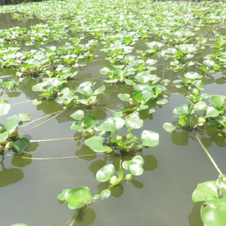 苗圃批发水生植物 水葫芦苗布袋莲 水芙蓉湿地绿化庭院池塘景观