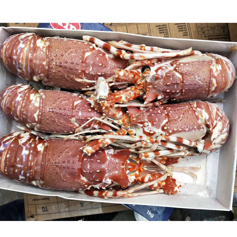 莫桑比克进口冷冻玫瑰龙虾 速冻鲜活红龙 澳洲大龙虾4-5只一盒3斤