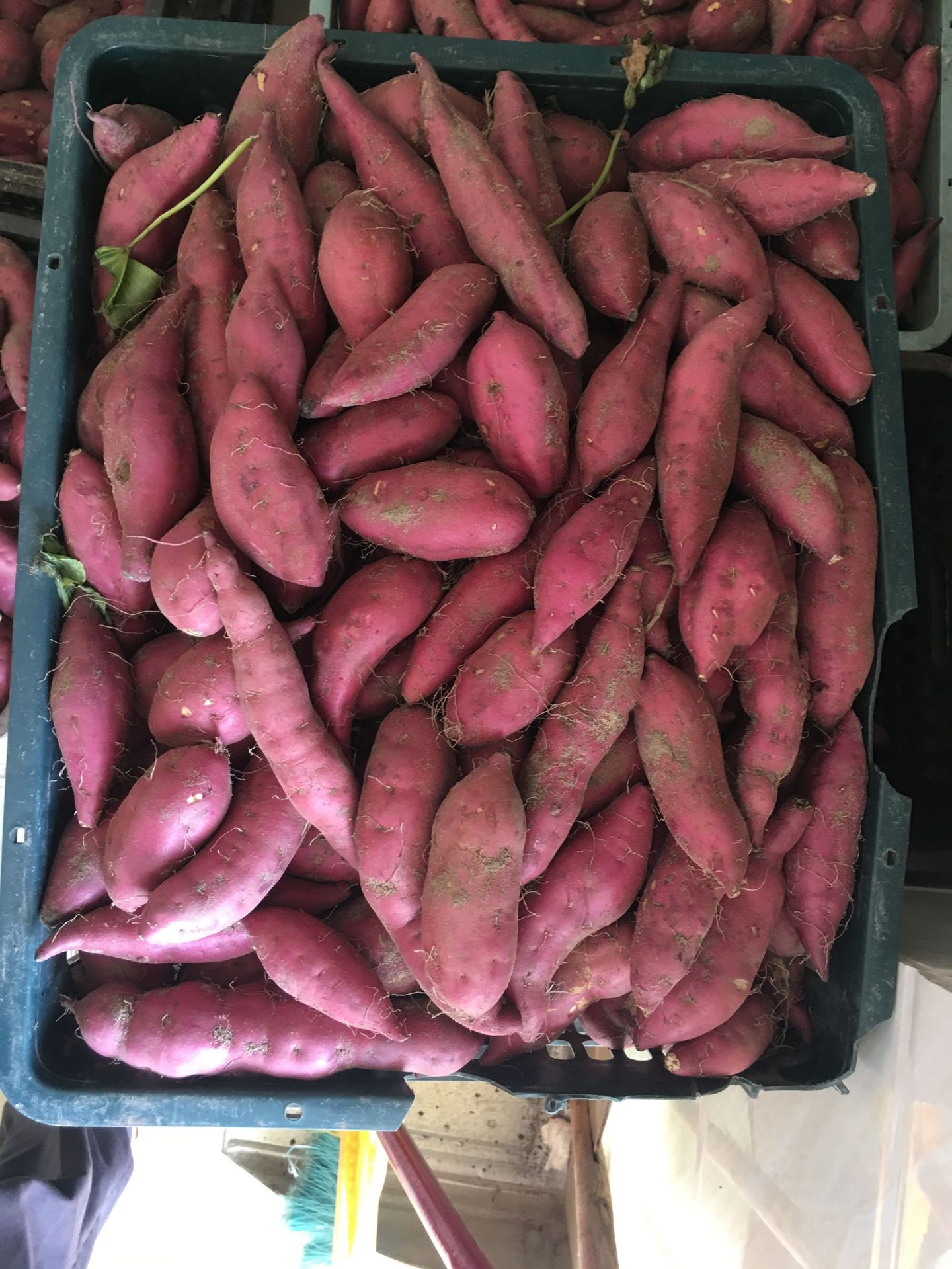 海南澄迈桥头富硒地瓜5/10斤装原产地红薯富硒红薯 富硒新鲜小果