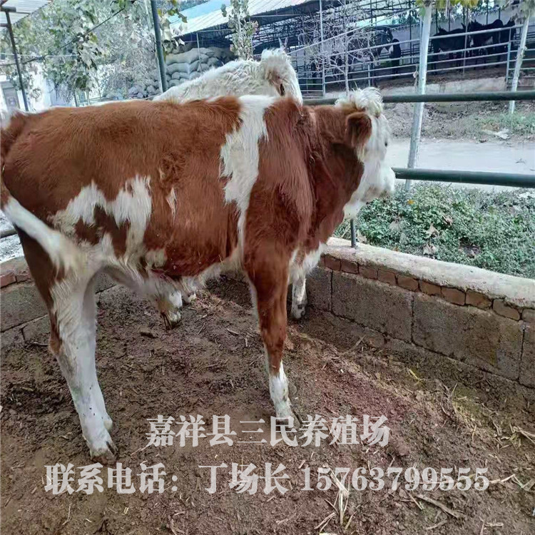 XM41317576牛的图片图片