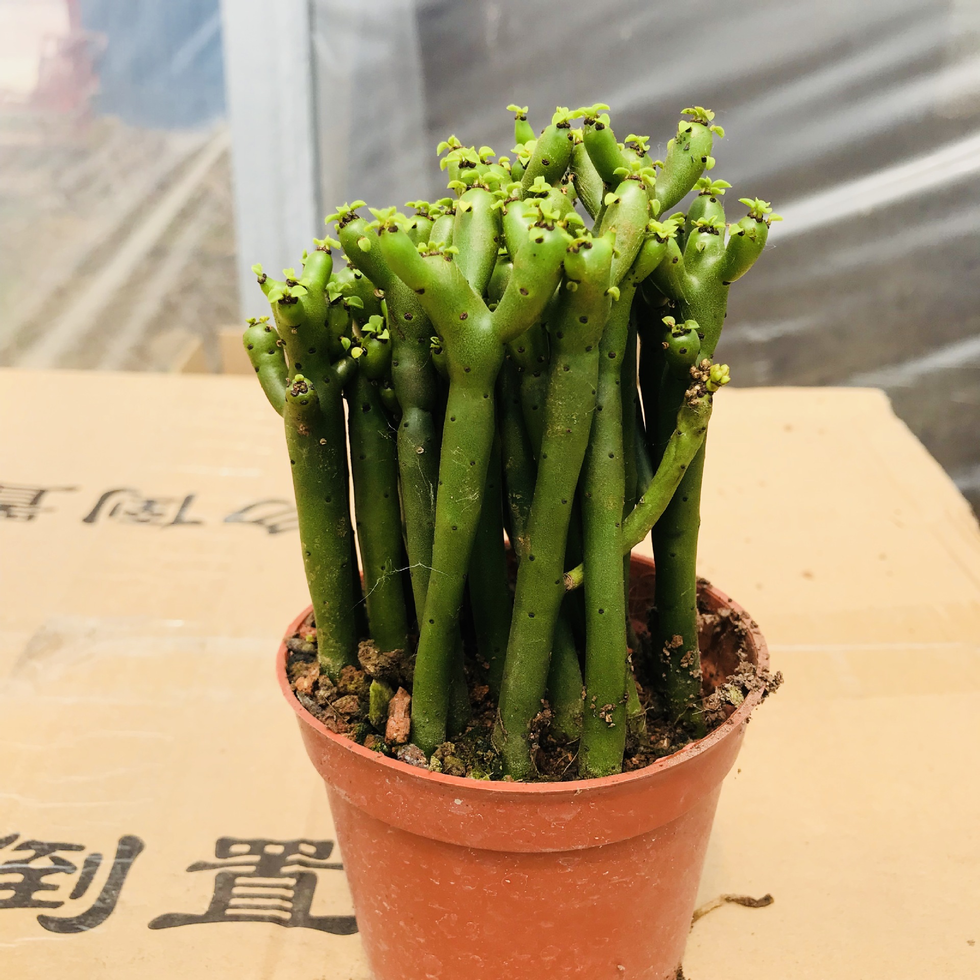 多肉植物光棍树绿珊瑚树 室内外桌面盆栽绿植花卉净化空气光棍树