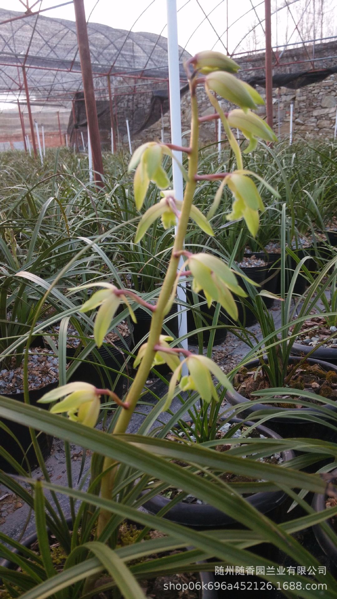 随香园盆栽蕙兰带花苞花期长四季长青阳台庭院 兰花苗包邮新品