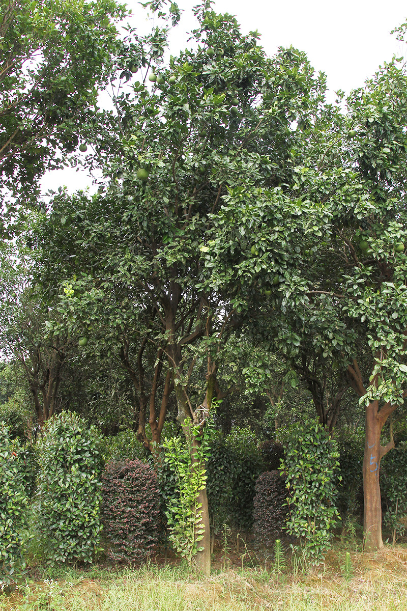 学振苗圃柚子树园林绿化丛生香柚庭院景观工程常绿乔木基地直销