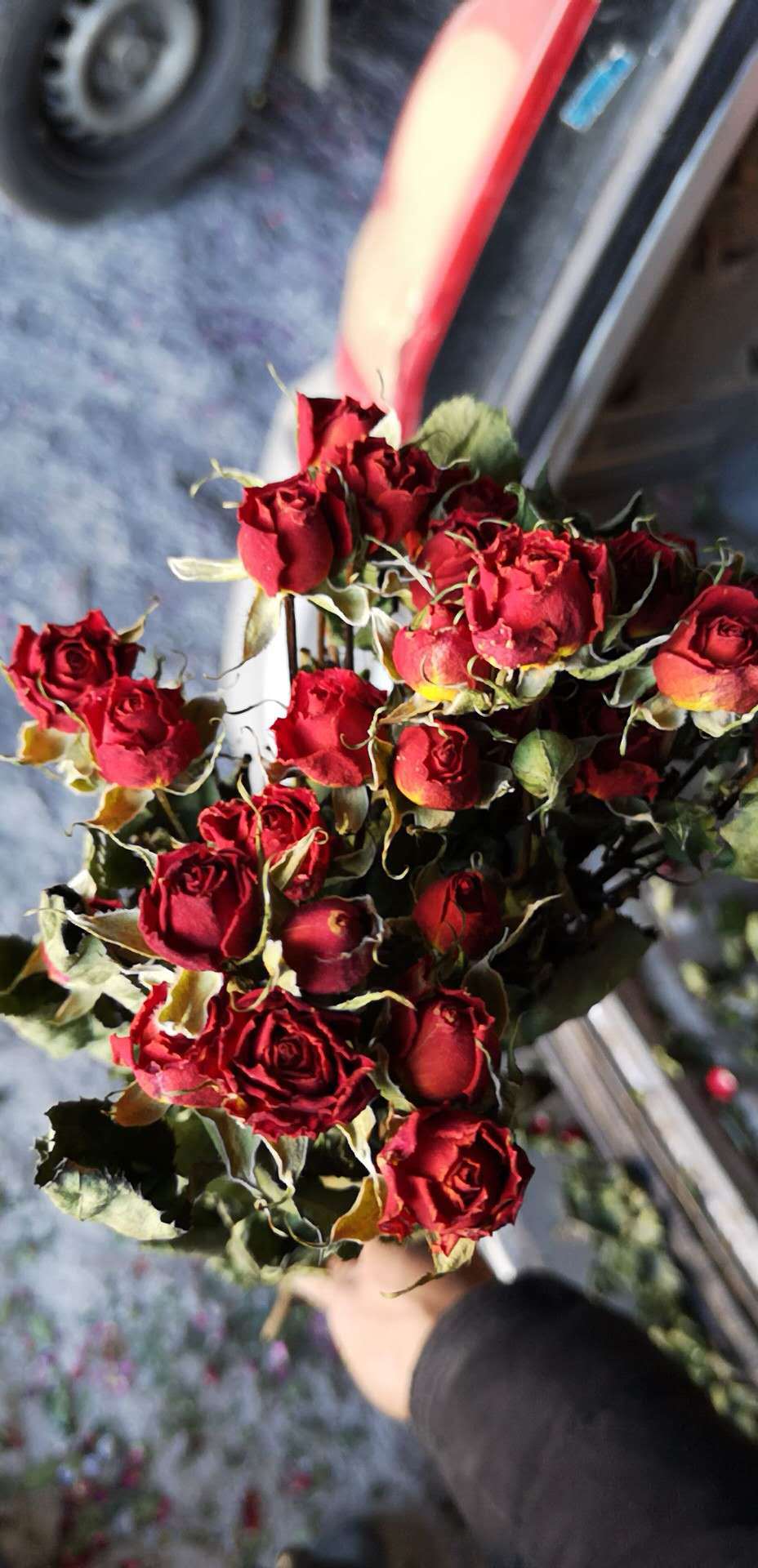 云南多头玫瑰干花 玫瑰干花批发 森系玫瑰干花花束diy拍摄道具