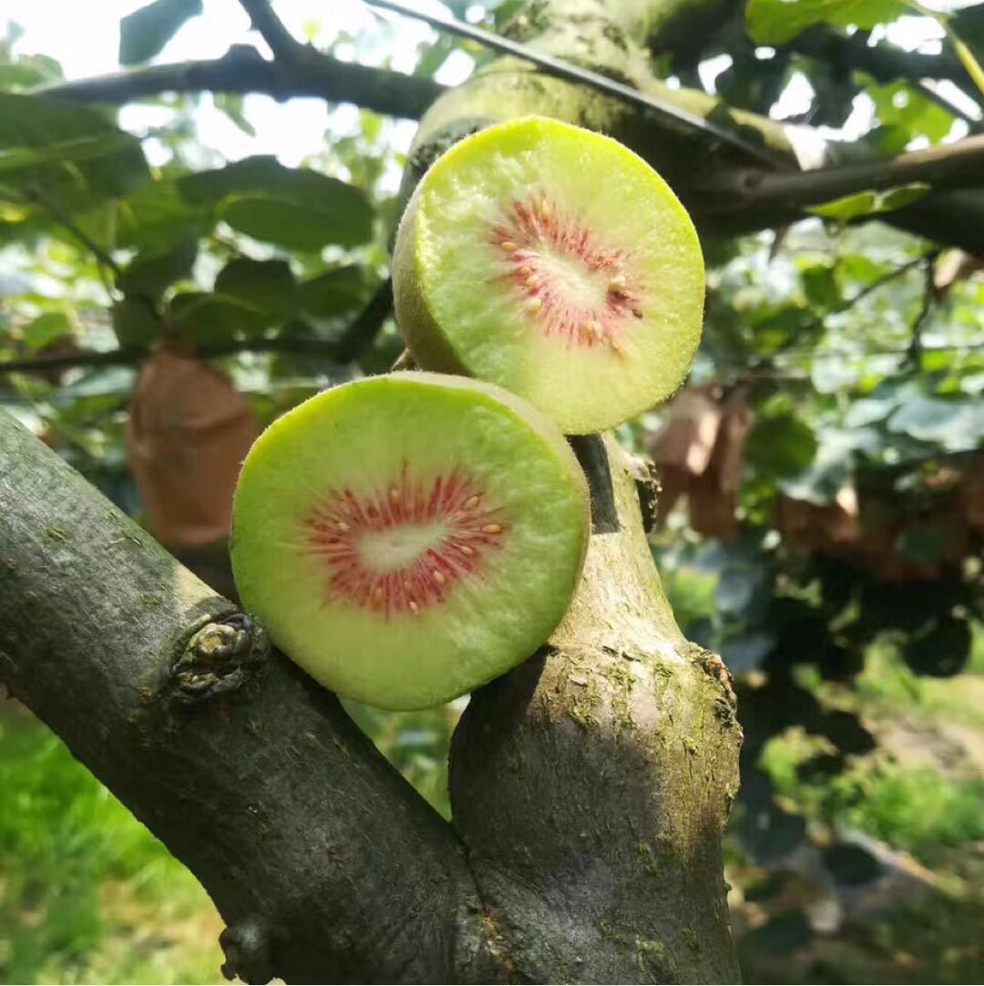 3件莆田市荔城区木越树食杂店1年涪霖合戈品牌相似四川蒲江红心猕猴桃