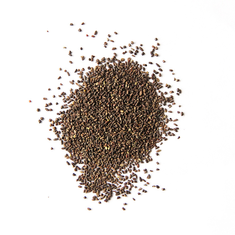 厂家直销观赏花卉二月兰种籽 园林工程绿化花卉诸葛菜二月兰种子