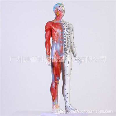 人体经络通半肌肉模型 半皮肤模特针灸按摩模型医院学生教学用具