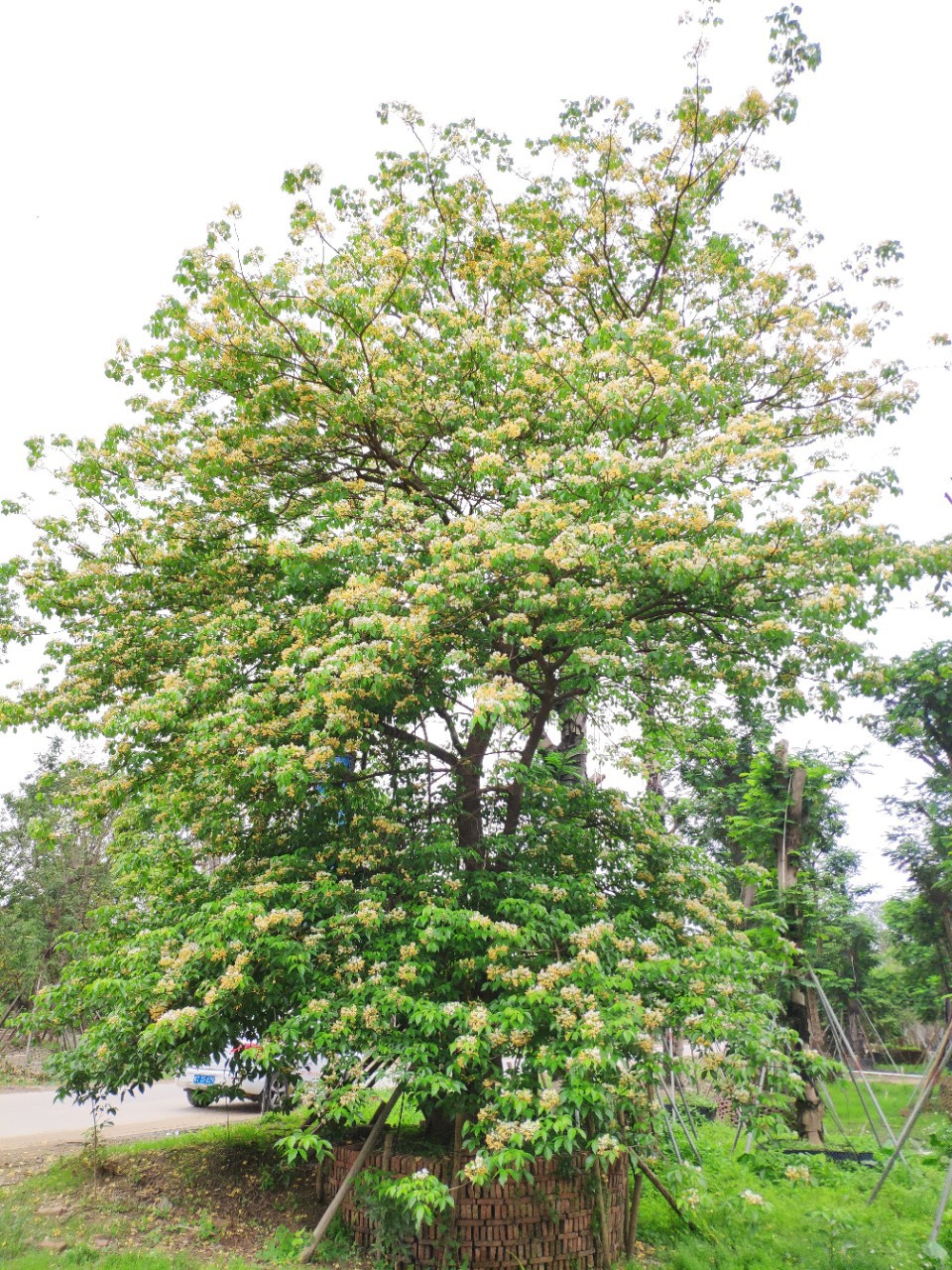 904基地直销全冠鱼木1米大树假植苗丛生多杆鱼木头