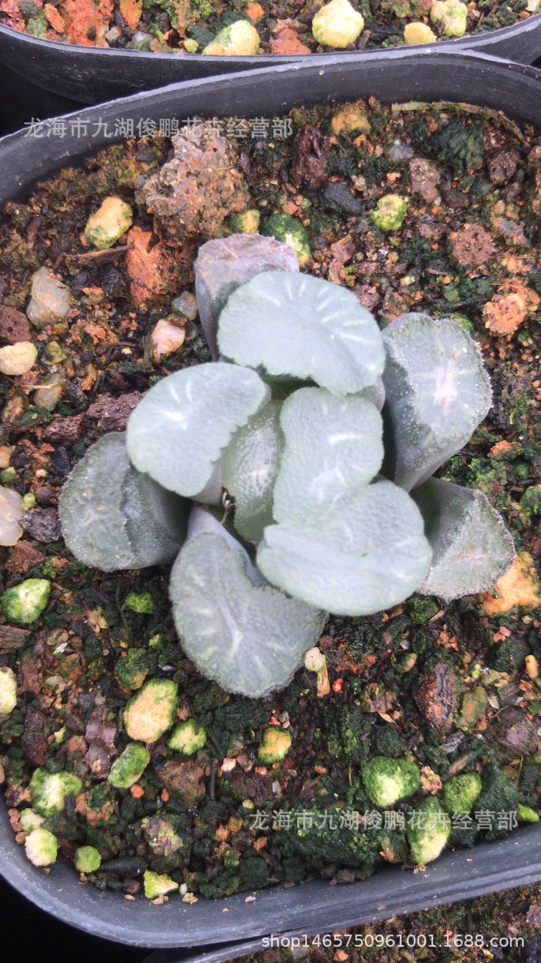 大窗雪国万象 4cm 十二卷属 玉露系 多肉植物 批发 厂家直供