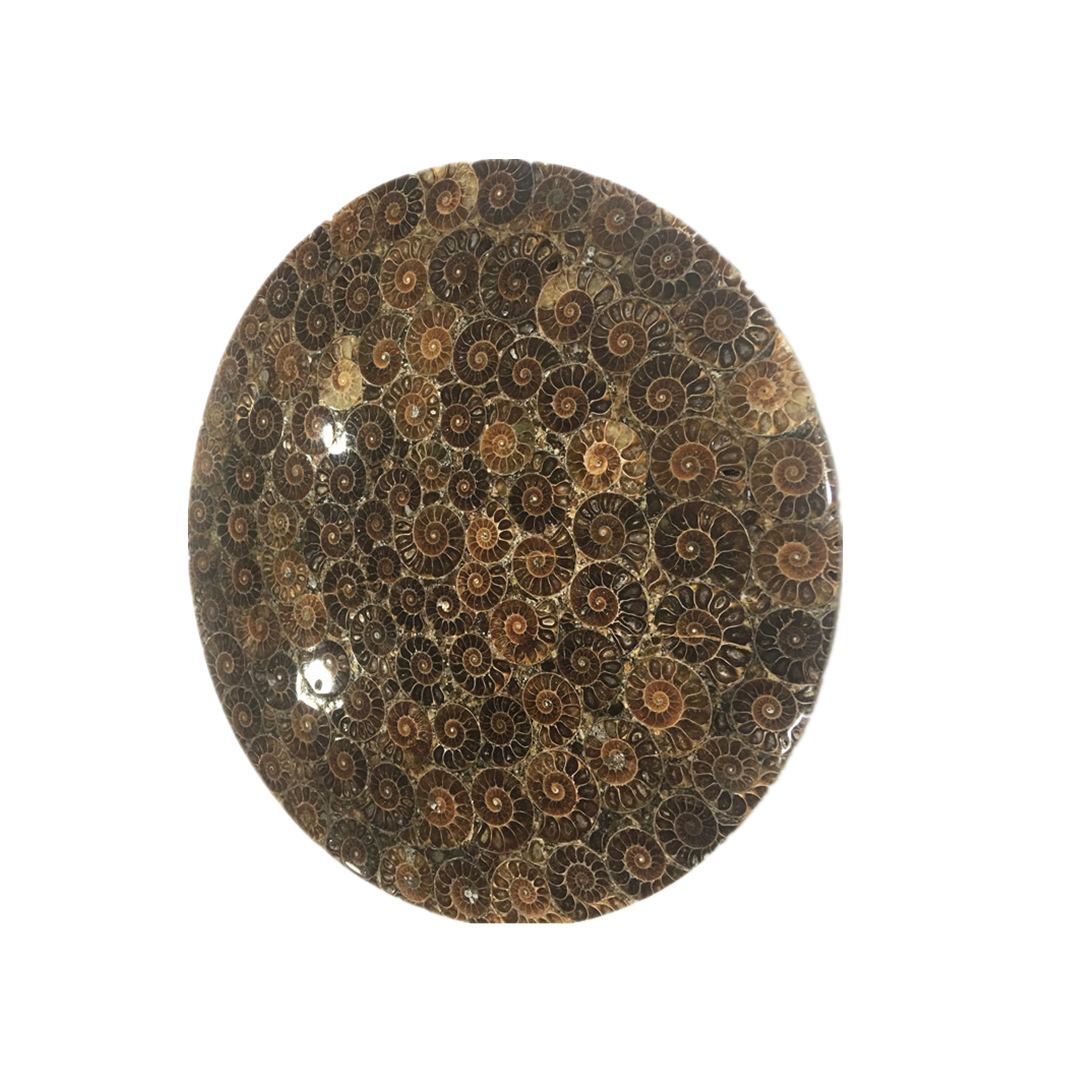 矿物马达加斯加螺盘化石螺摆件菊石拼接海螺化石原石玉化