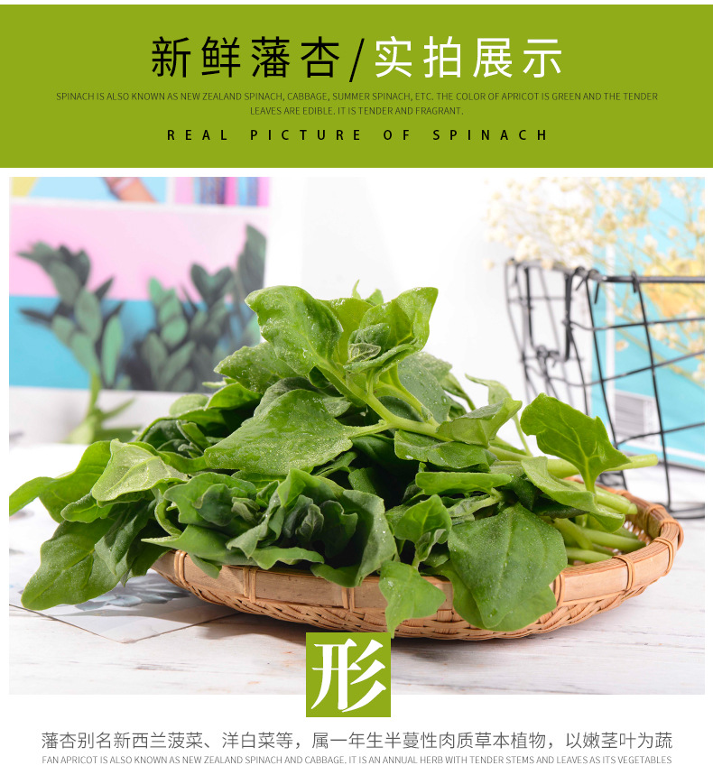 特色农家菜新西兰菠菜新鲜洋菠菜番杏蔬菜叶菜沙拉菜菜园基地