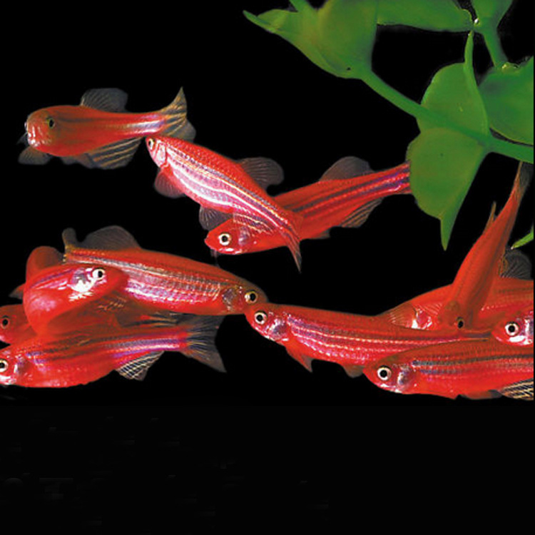 水族观赏鱼活体红斑马热带淡水冷水鱼耐寒草缸群游小型鱼小额批发