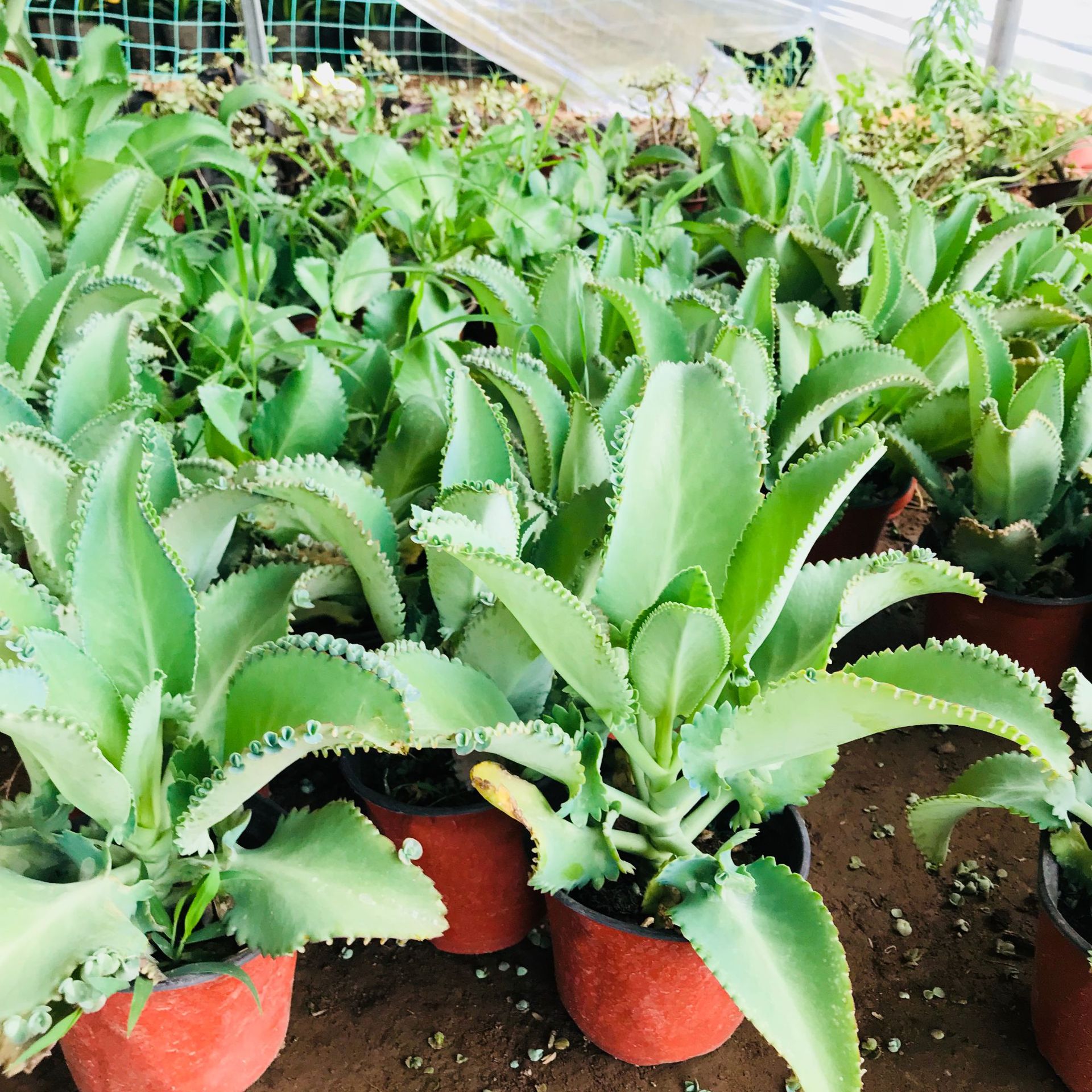 批发宽叶多肉植物不死鸟 室内趣味盆栽新手好养肉肉吸甲醛不死鸟