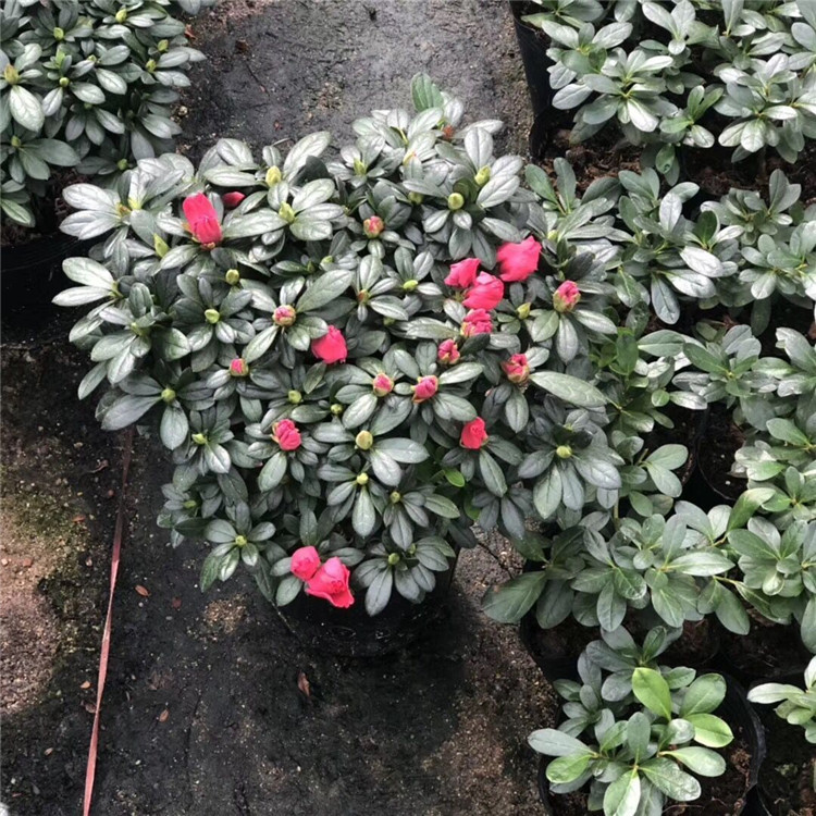 20杯杨梅红杜鹃花 大红色杜鹃花 盆栽带花苞四季杜鹃花-阿里巴巴