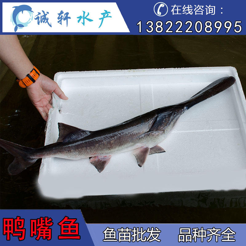 急购2021冬女王大帆鱼吃藻鱼异性鱼豹纹清道夫球女王垃圾鱼热水清洁工