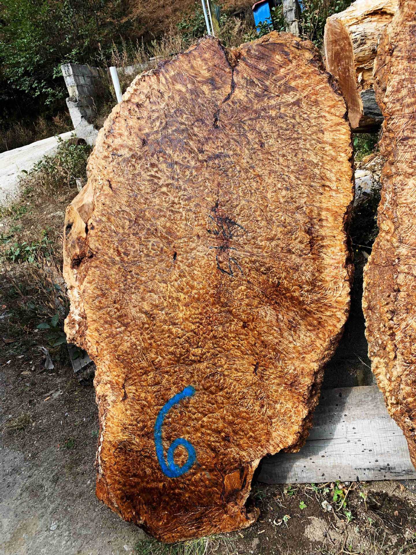 厂家供应 黄金樟满树榴大板 茶盘料 桌面板 家具板材原材料可批发