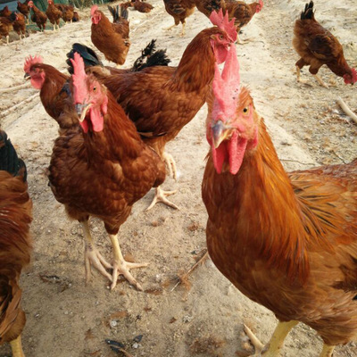 低价出售笨鸡 热销 厂家直供 农家散养笨笨鸡