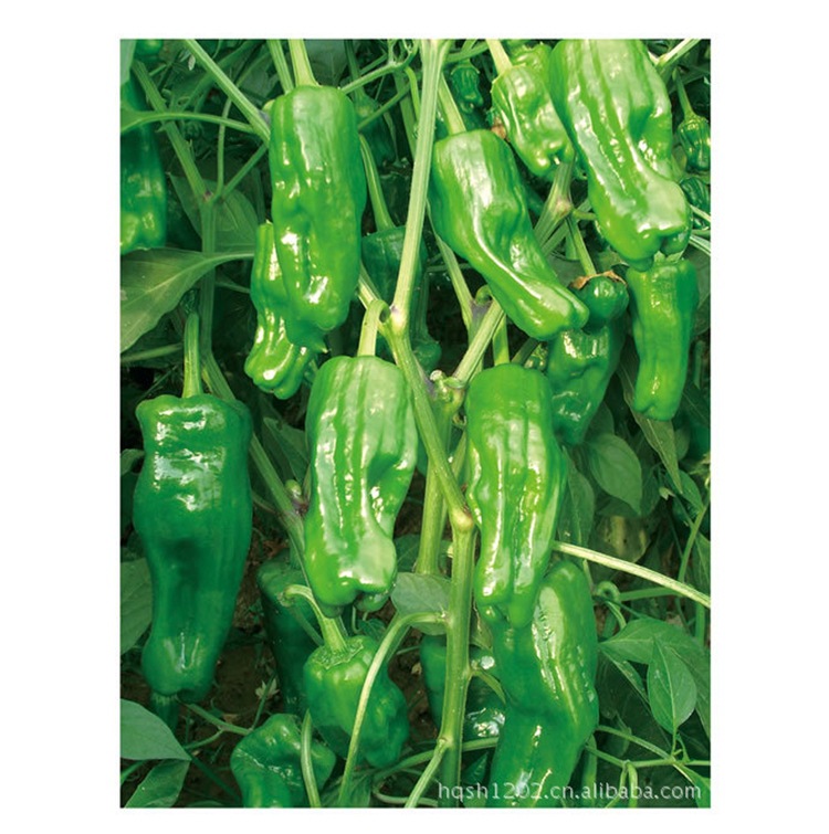 供应比亚久薄皮-3号早熟大果早丰辣椒种子薄皮辣椒蔬菜种子