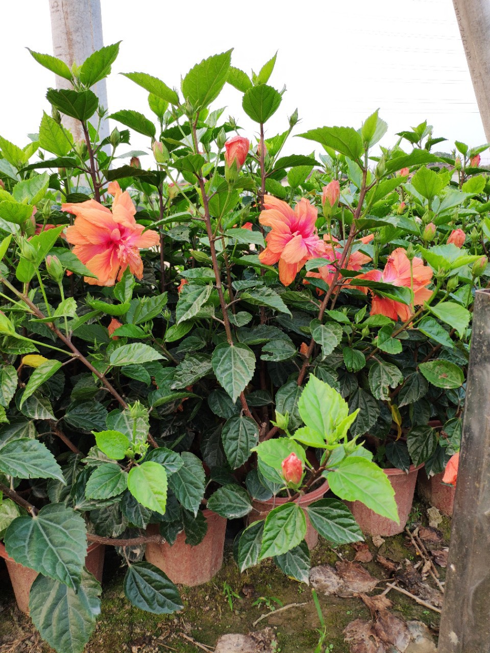 903供应重瓣橙红色3060cm盆苗朱槿扶桑大红花