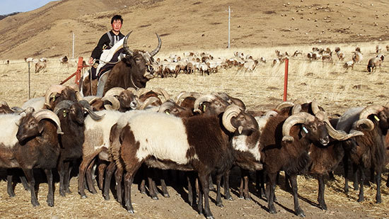 长期供应黄脖活体欧拉羊养殖价格 甘肃青海正宗欧拉大角羊