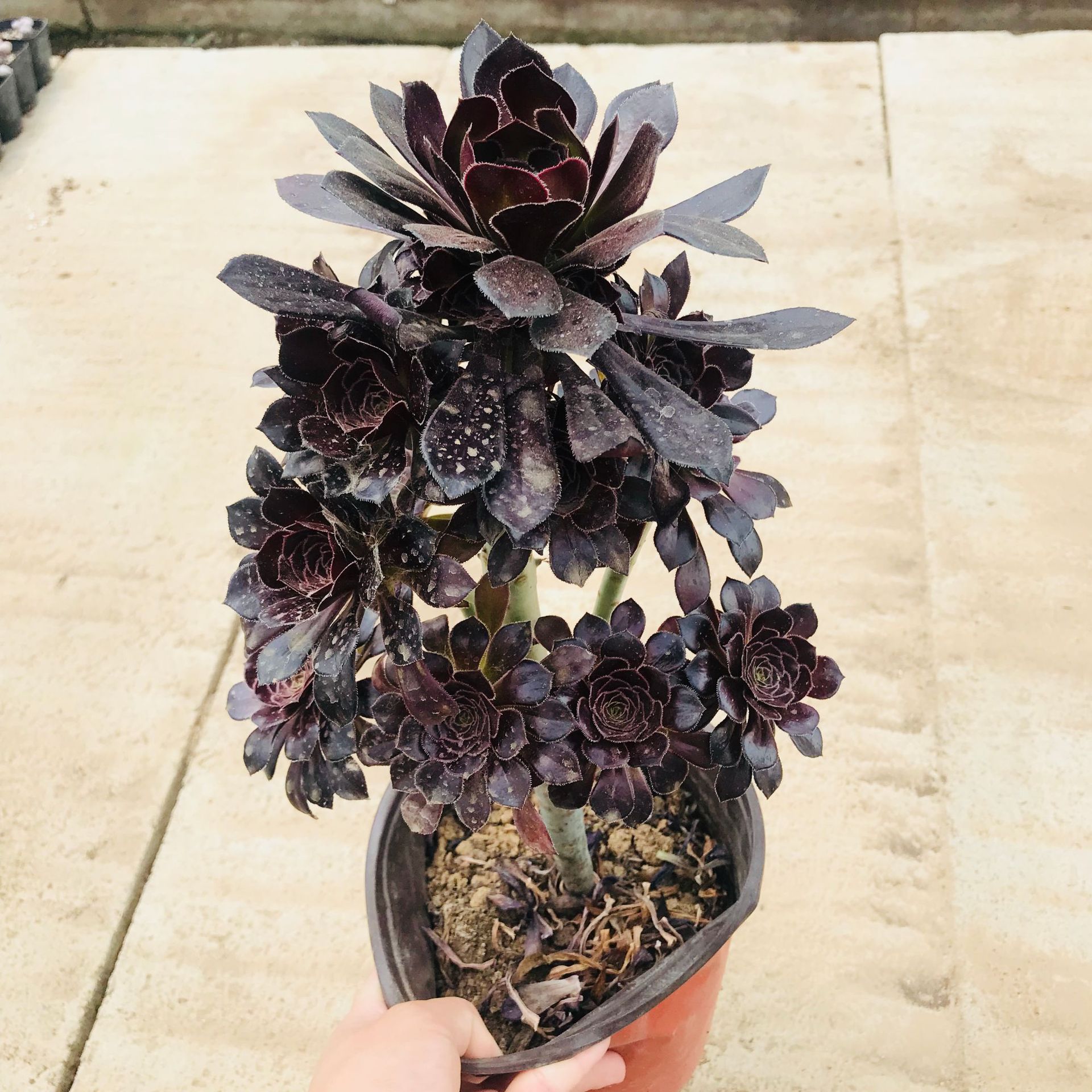 多肉植物黑法师 组合盆栽花卉批发 室内阳台绿植老桩多肉黑法师