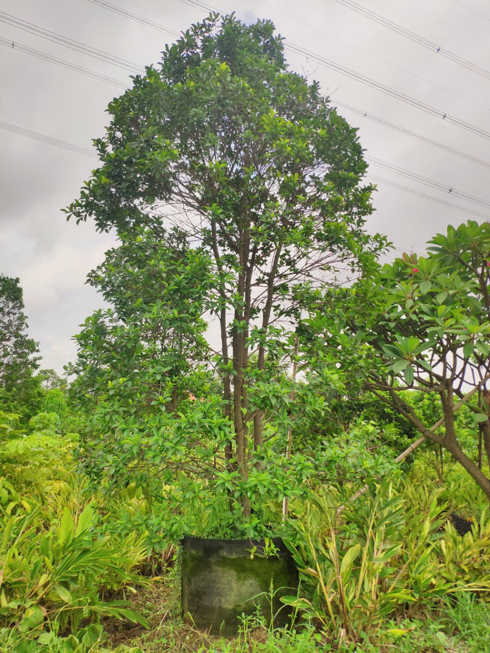 908供应 多杆 丛生和顺树 3-4米高袋苗 容器苗 四季常青 基地直销