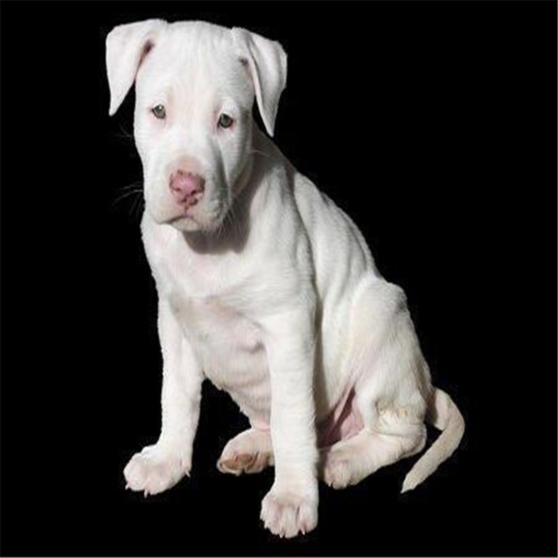 2020新款复古银色狗项链新款跨境饰品