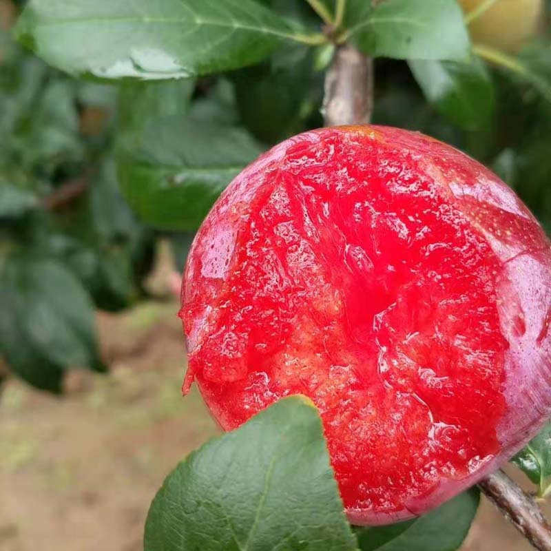 基地嫁接西梅树味道香甜南北方种植法兰西西梅树红西梅树根系发达