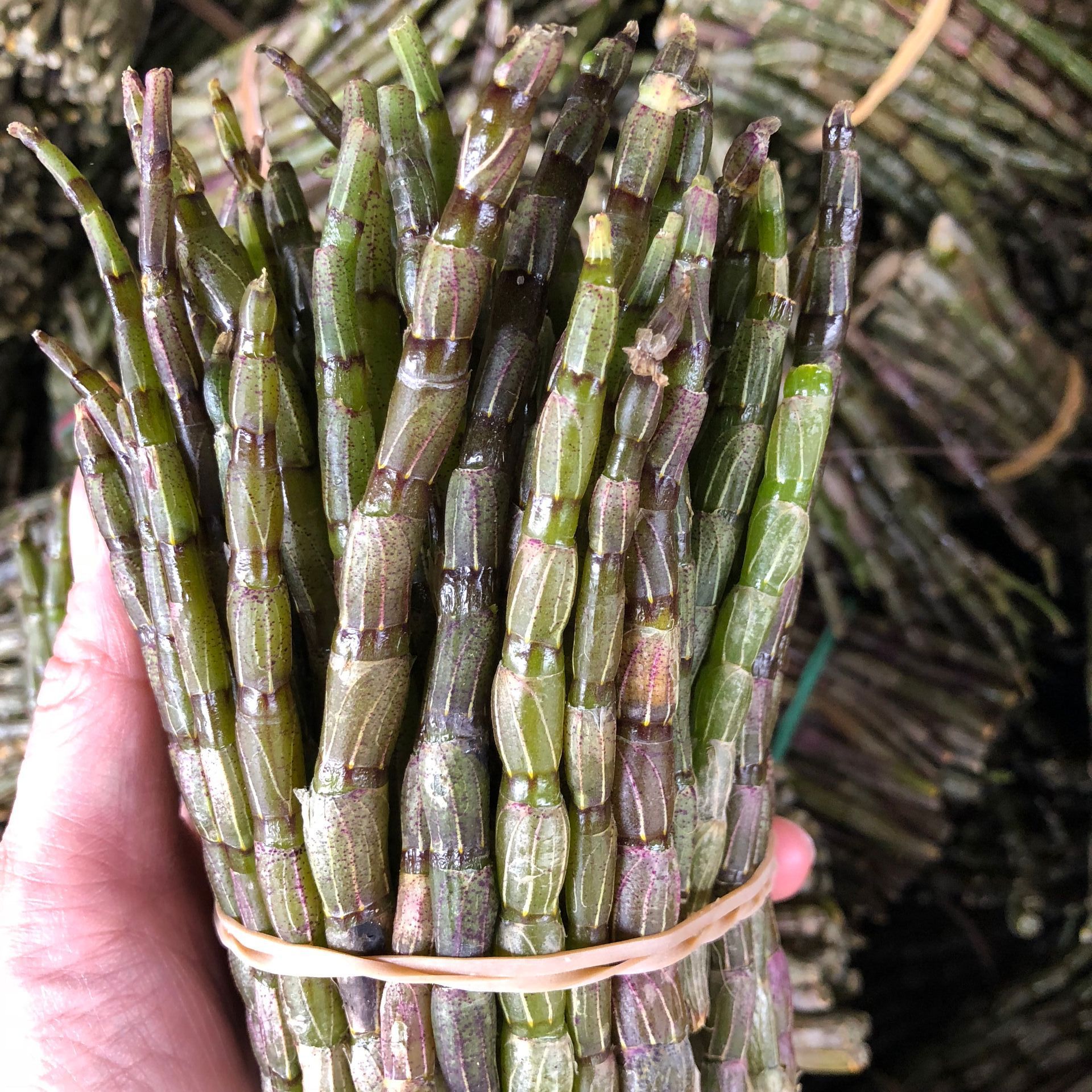 云南 霍山三年生铁皮石斛四年生鲜条500克